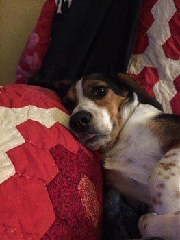 beagle-resting